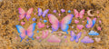butterflies
